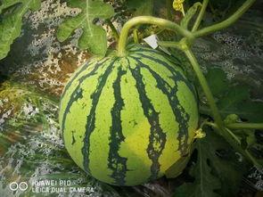 吃瓜千万网红,揭秘吃瓜千万网红的崛起之路