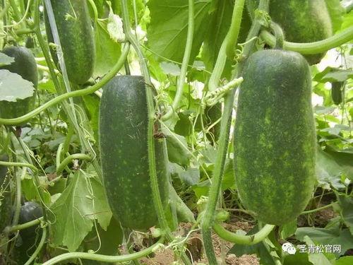 吃瓜网猎奇百科,带你探索未知世界的神秘面纱