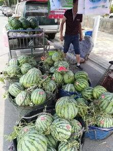 拉萨网红吃瓜事件,一场网络热议背后的真相揭秘