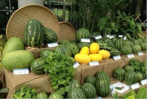 国庆吃瓜网,揭秘国庆期间热门话题与趣味事件