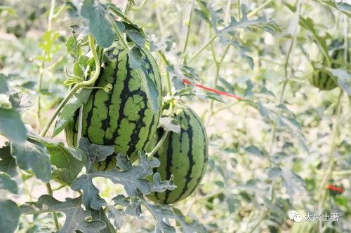 网红瓜在哪吃,揭秘最佳品尝地