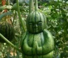 博乐网红吃瓜事件真相,揭秘背后真相与网络舆论的反思