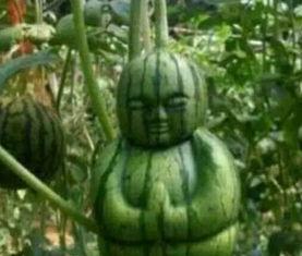 监利网红吃瓜事件真相,真相与反思