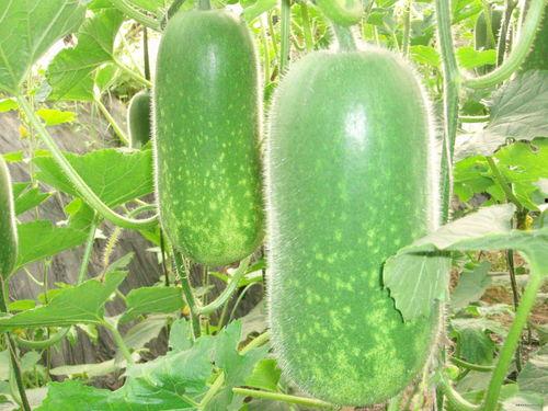 网红庞博文吃瓜视频大全,揭秘网红幕后生活点滴